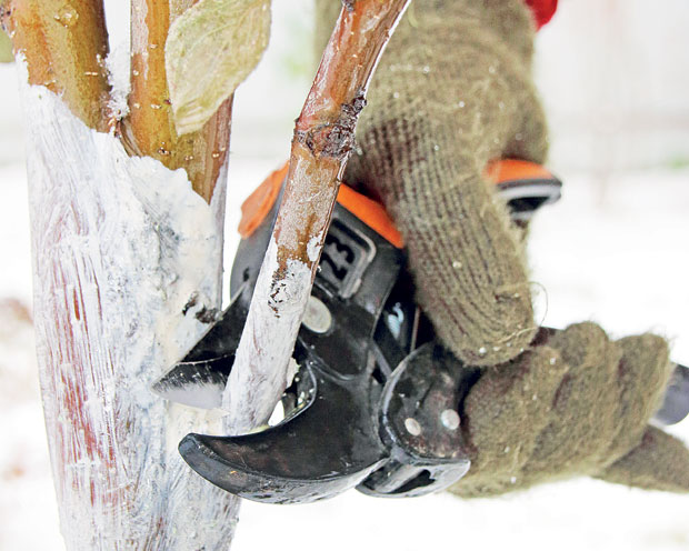 Без оштре резидбе крушака